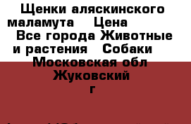 Щенки аляскинского маламута  › Цена ­ 15 000 - Все города Животные и растения » Собаки   . Московская обл.,Жуковский г.